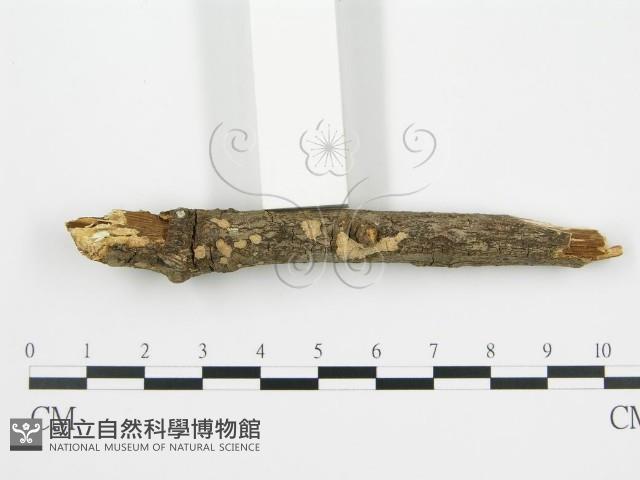 登錄號:F0001407藏品圖，第3張