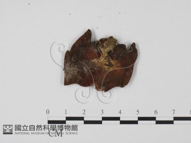 登錄號:F0011407藏品圖，第3張