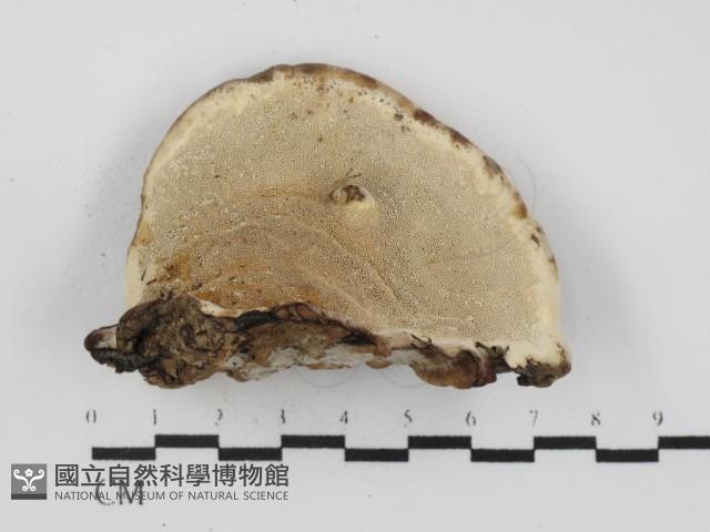 多年臥孔菌屬藏品圖，第3張