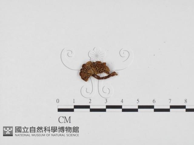 粉褶菌屬藏品圖，第3張