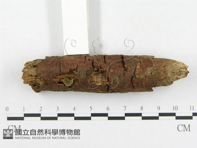 登錄號:F0014407藏品圖，第3張