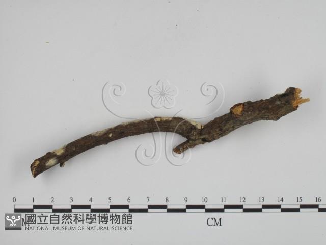 登錄號:F0002407藏品圖，第3張