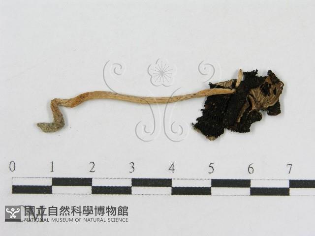 登錄號:F0012407藏品圖，第3張