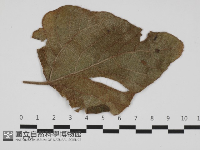 登錄號:F0032407藏品圖，第3張