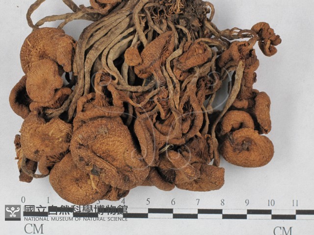 登錄號:F0027407藏品圖，第3張