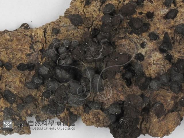 登錄號:F0007407藏品圖，第3張