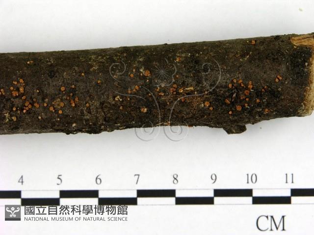 登錄號:F0005407藏品圖，第3張