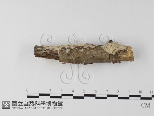 登錄號:F0015407藏品圖，第3張