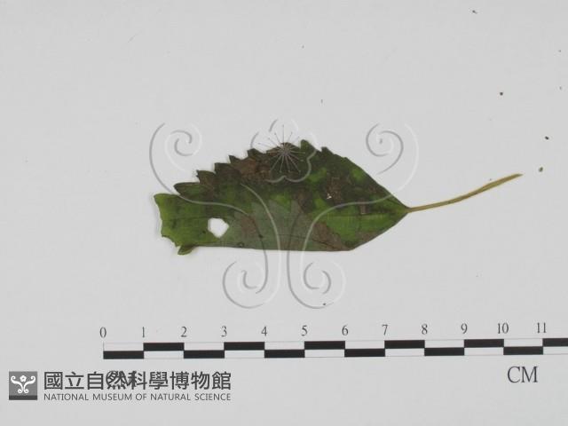 館號:F0019407藏品圖，第3張