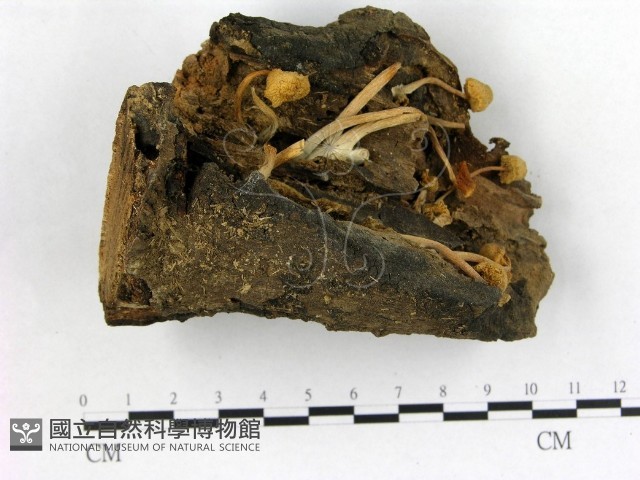 登錄號:F0003407藏品圖，第3張