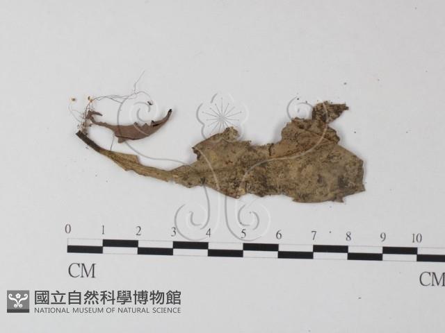 小皮傘屬藏品圖，第3張