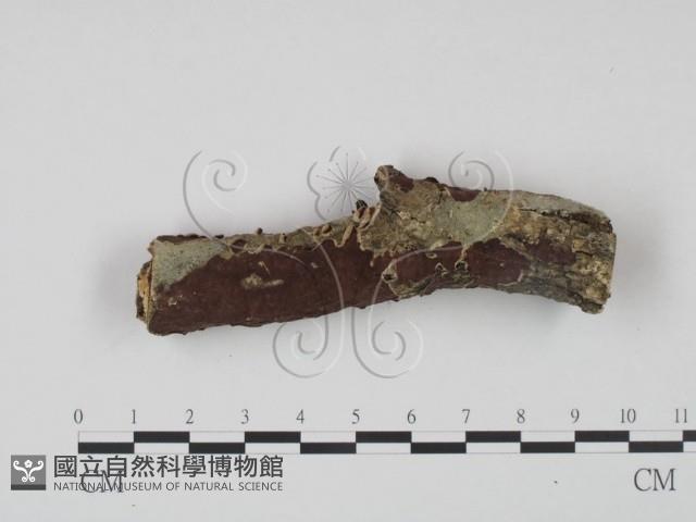 登錄號:F0018707藏品圖，第3張
