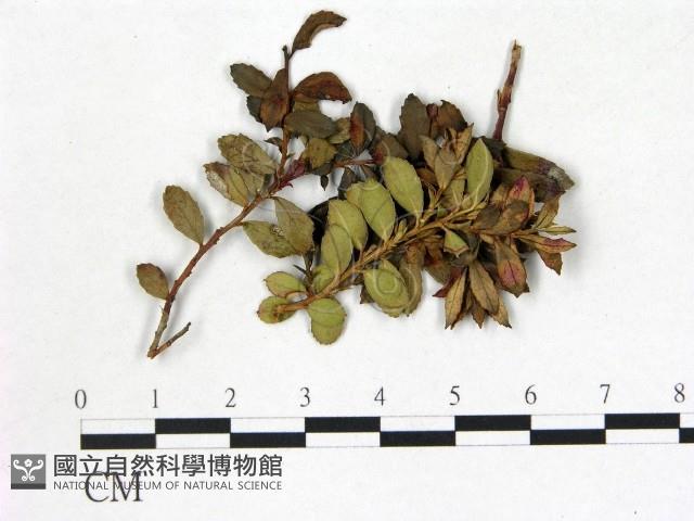 登錄號:F0020707藏品圖，第3張