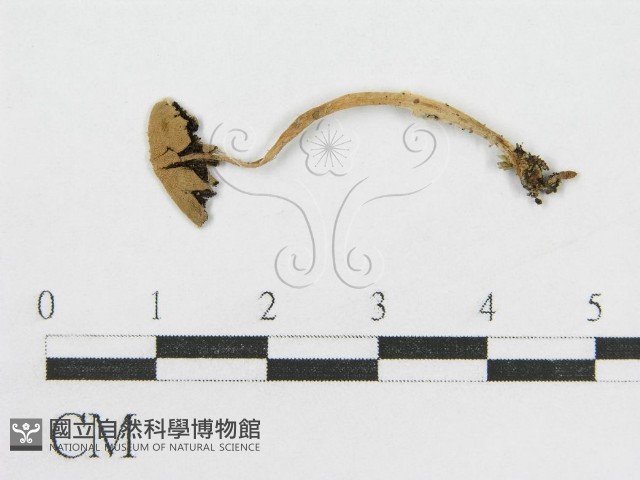 登錄號:F0010707藏品圖，第3張