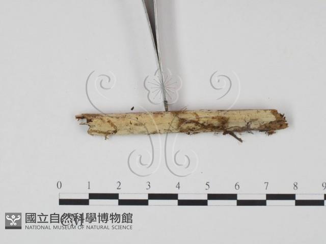 剛毛絲皮菌藏品圖，第3張