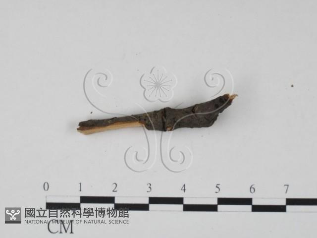登錄號:F0011707藏品圖，第3張
