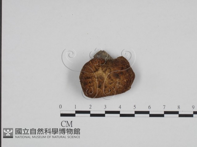 寬鱗多孔菌藏品圖，第3張