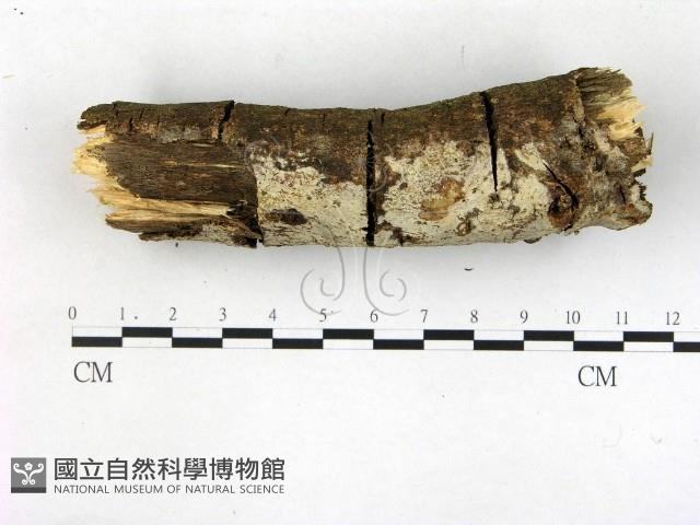絲齒菌屬藏品圖，第3張