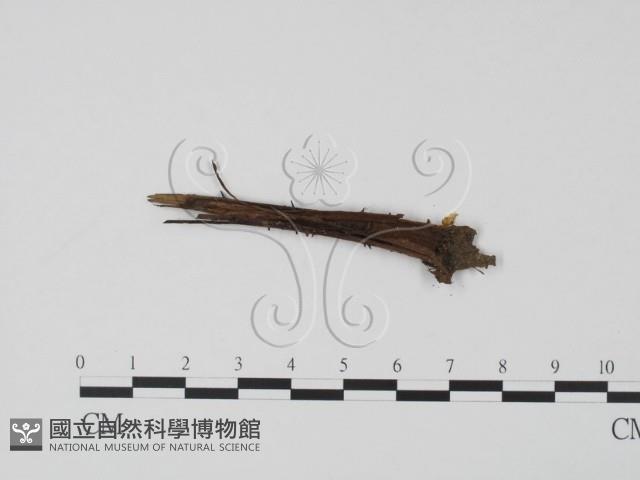 登錄號:F0002707藏品圖，第3張