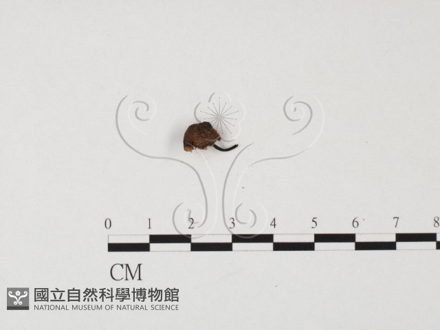 登錄號:F0025707藏品圖，第3張