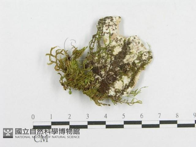 登錄號:F0015707藏品圖，第3張