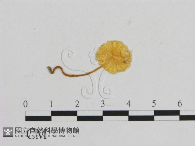 小菇屬藏品圖，第3張