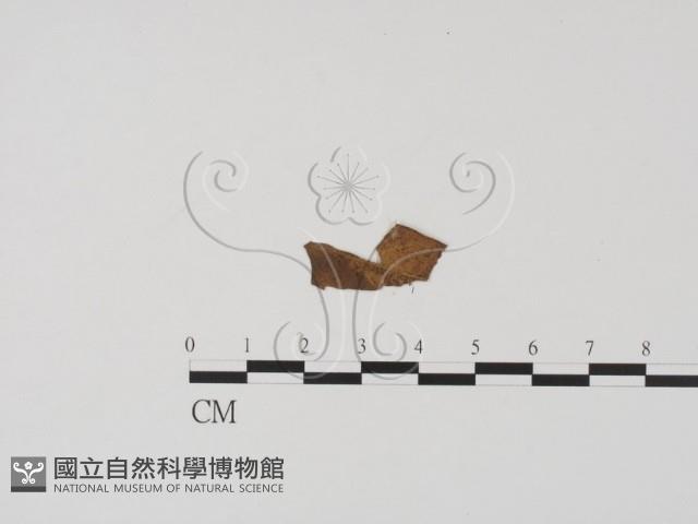 登錄號:F0019707藏品圖，第3張