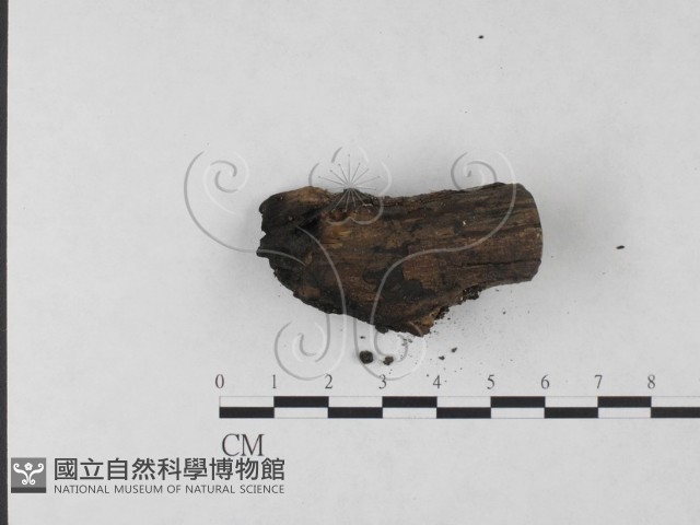 登錄號:F0023707藏品圖，第3張