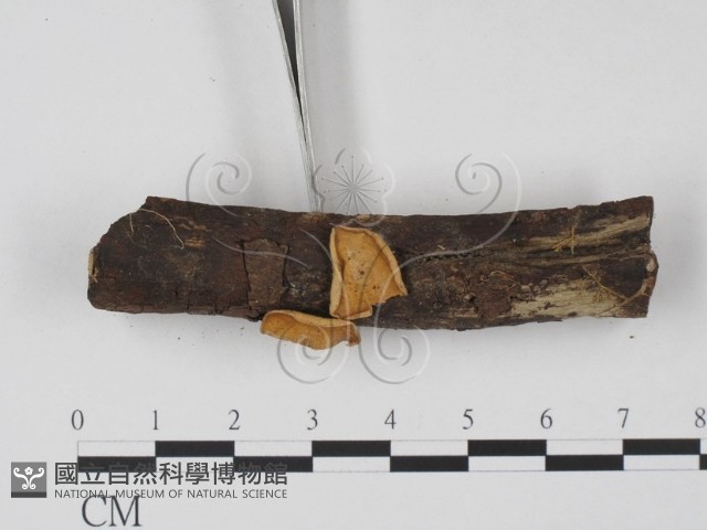 登錄號:F0003707藏品圖，第3張