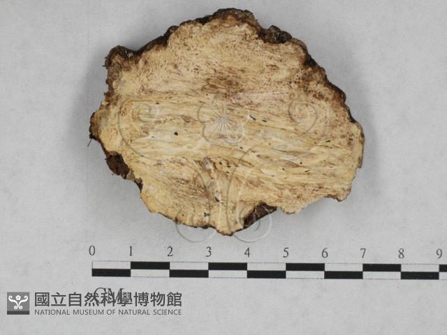 登錄號:F0028507藏品圖，第3張