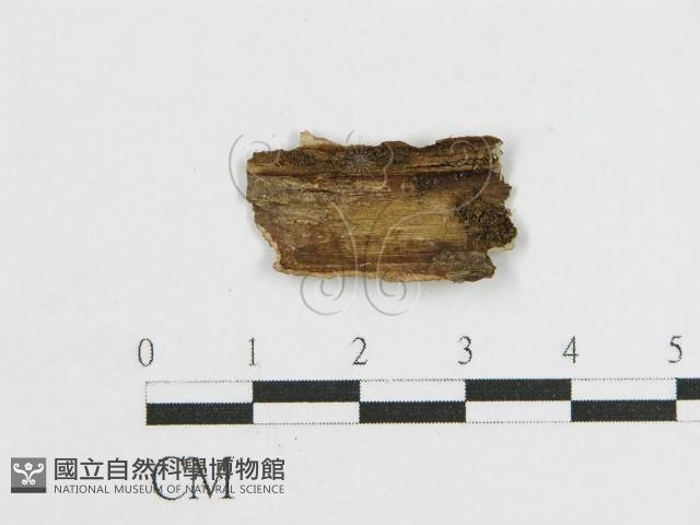 登錄號:F0010507藏品圖，第3張