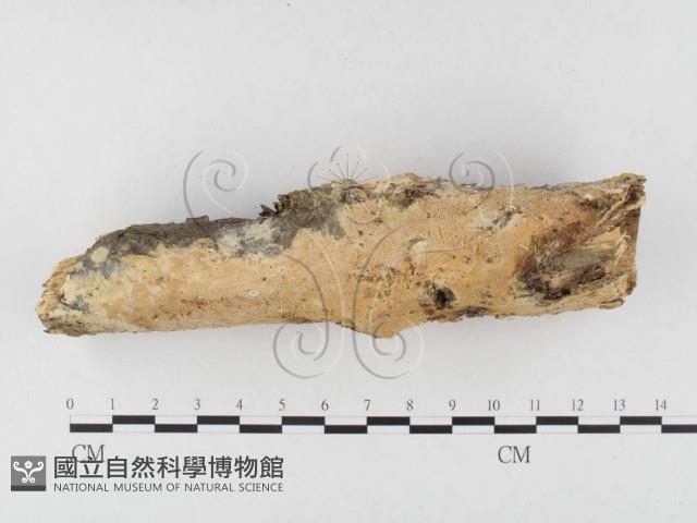 登錄號:F0026507藏品圖，第3張