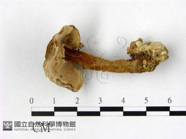 登錄號:F0016507藏品圖，第3張