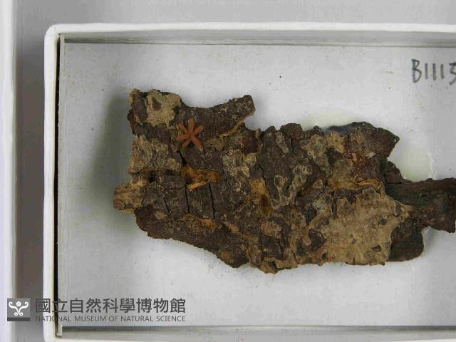 登錄號:F0021507藏品圖，第3張
