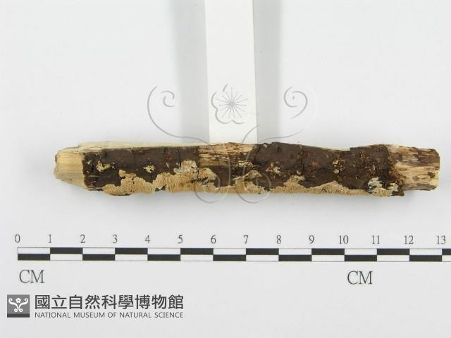 齒耳菌屬藏品圖，第3張
