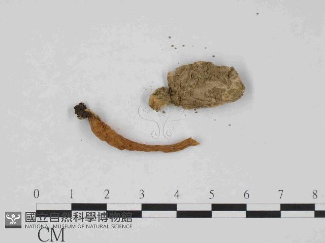 登錄號:F0014507藏品圖，第3張