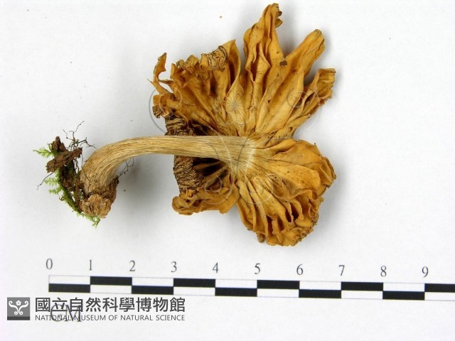 登錄號:F0022507藏品圖，第3張