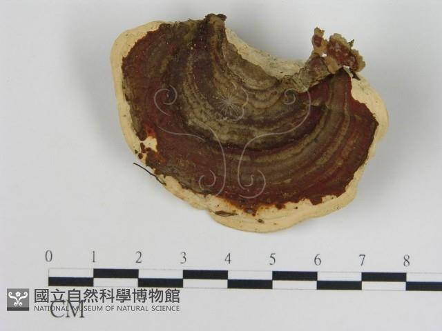 登錄號:F0012507藏品圖，第3張