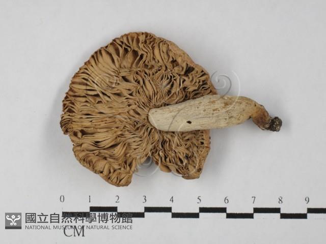 登錄號:F0027507藏品圖，第3張