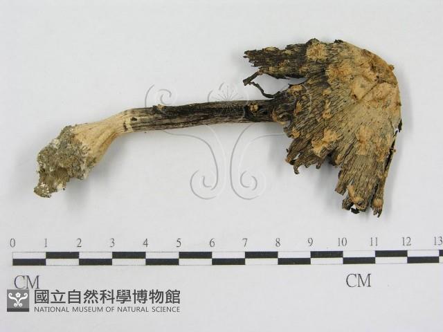 登錄號:F0007507藏品圖，第3張