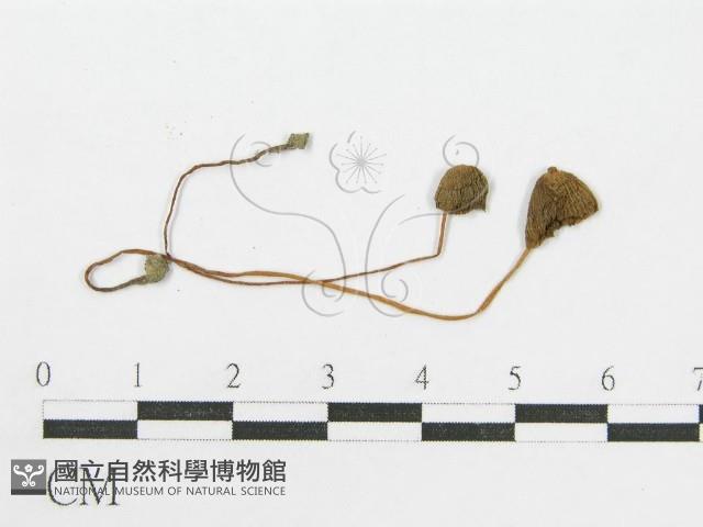 登錄號:F0005507藏品圖，第3張