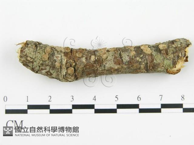 登錄號:F0015507藏品圖，第1張