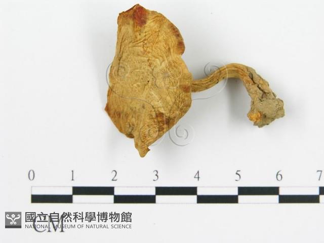 登錄號:F0003507藏品圖，第3張