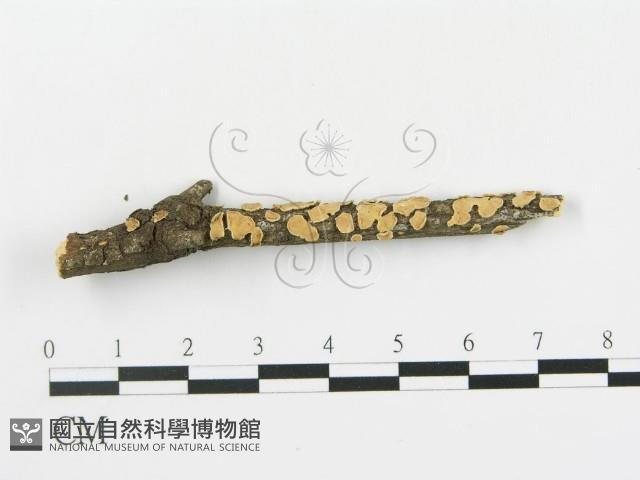登錄號:F0013507藏品圖，第3張