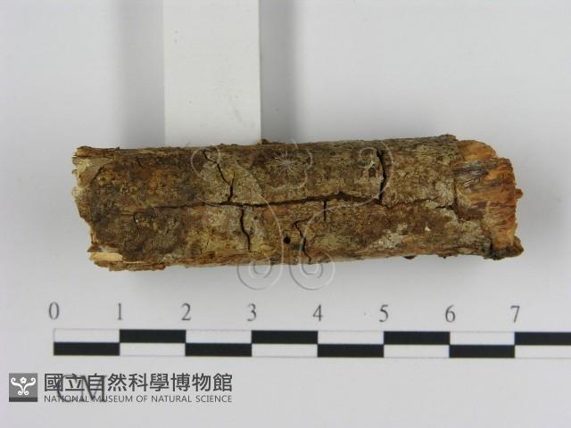登錄號:F0020107藏品圖，第3張