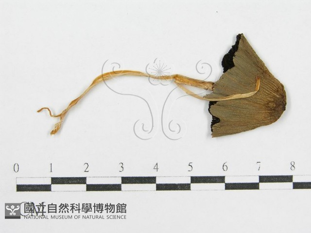 鬼傘屬藏品圖，第3張