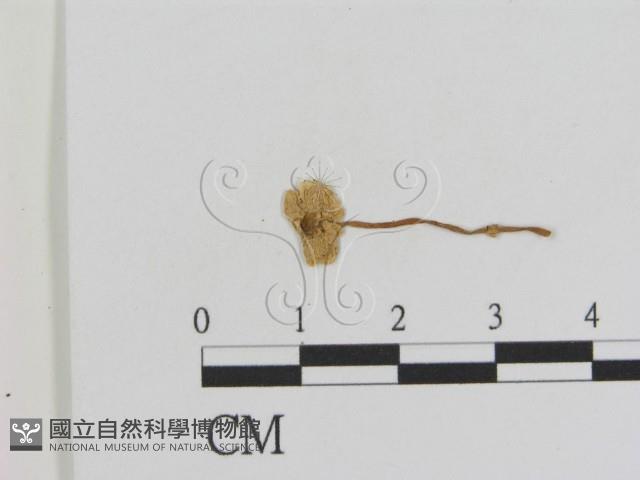 登錄號:F0011107藏品圖，第3張