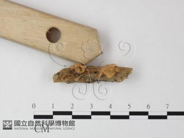 小菇屬藏品圖，第3張