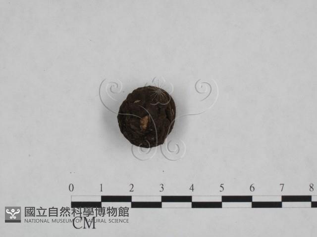 登錄號:F0021007藏品圖，第3張