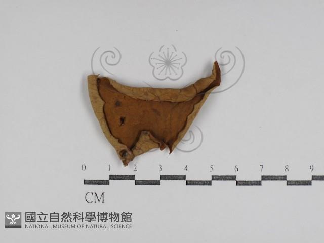 登錄號:F0031007藏品圖，第1張